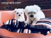 Nice and Healthy Maltese Puppies Availab