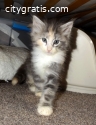 Norwegian Forest kittens available