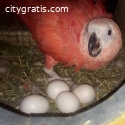 parrots and fertile eggs for  sale