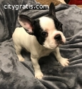 perfect French Bulldog Kc Puppies Ready