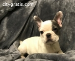 perfect French Bulldog Kc Puppies Ready