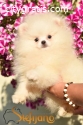 Pomeranian Boo, Pomeranian puppies