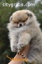 Pomeranian Boo, Pomeranian puppies