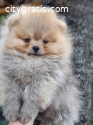 Pomeranian Boo, tea cup puppy