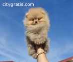 Pomeranian Boo, tea cup puppy