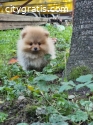 Pomeranian Boo, tea cup puppy