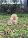 Pomeranian Boo, tea cup puppy