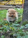 Pomeranian Boo, tea cup puppy