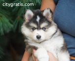 Pomsky Puppies for Sale