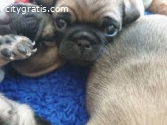 Pug puppies for sale