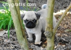 Pug Puppy For Sale