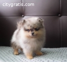 Pure Pom Pup