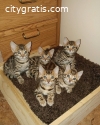 Purebred Bengal kittens