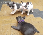 Purebred French Bulldog Puppies Availabl