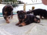 Quality German Shepherd puppies