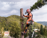 Reliable Tree Removal Service in NZ