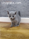 Russian Blue kittens