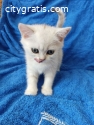 Scottish Fold Kittens For Sale