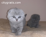 Scottish Fold kittens