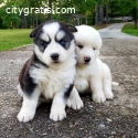 Siberian Husky Puppies Available