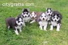 Siberian Husky Puppies