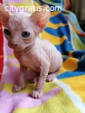 Sphynx Kittens For Sale