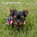 Sweet Yorkie puppies