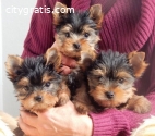 Sweet Yorkie puppies