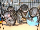 affectionate Monkeys and Chimps for sale