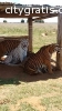 Tamed Tiger Cubs and Cheetahs Available