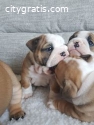 Top quality English bulldogs puppies
