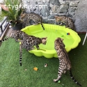 Well Trained Bengal kittens