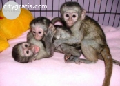 well-trained monkeys as house pets