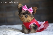 Yorkie puppies available for new homes