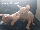 1 Male and 1 feMale Sphynx Kitten Avail