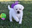 (10 Weeks old) AKC Regis, Labrador Puppi