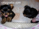 12 weeks old Teacup Yorkie puppies