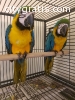 2 Talkative blue and gold macaw parrots