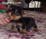 3 Yorkie Terrier  puppies