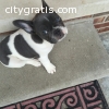 9 weeks old Blue pie puppy available