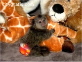 9, weeks old finger baby marmoset monkey