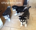 A calm looking siberian husky pups