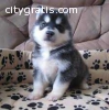 A charming siberian husky pups