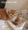 Abyssinian Kittens For Sale