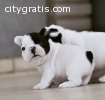 Active french bulldog puppies