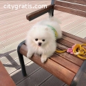 Admirable Puppiues