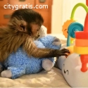 Adopt a capuchin monkey for free in Conn