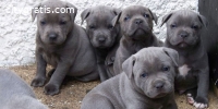 Adorab Staffordshire Bull Terrier Pups