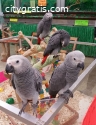 Adorable African Grey Parrots