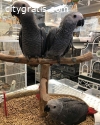 Adorable African Grey Parrots